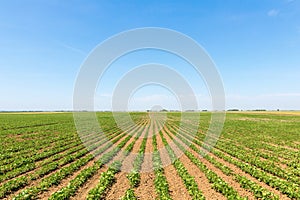 Green ripening soybean field. Rows of green soybeans. Soy plantation.