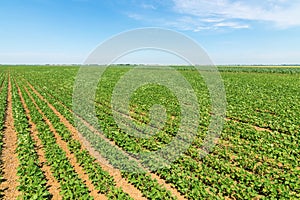 Green ripening soybean field. Rows of green soybeans. Soy plantation.