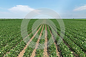 Green ripening soybean field. Rows of green soybeans. Soy plantation.