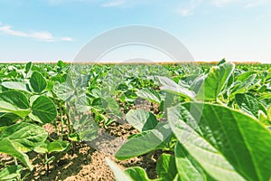 Green ripening soybean field. Rows of green soybeans. Soy plantation