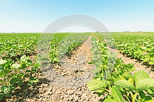 Green ripening soybean field. Rows of green soybeans. Soy plantation