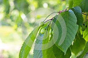 Green ripens on a sweet cherry tree branch in the garden in spring and summer on leaves background.