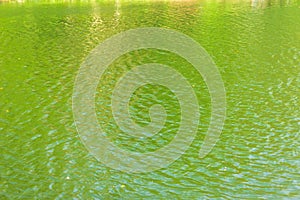 Green ripples on the surface of water in lake