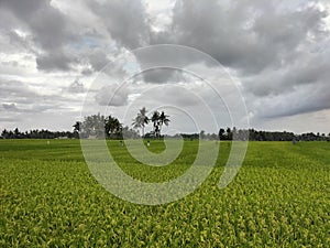 green rise padi waiting for harvest