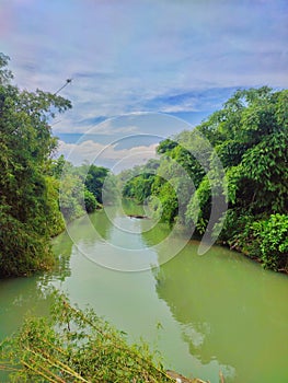 green river with grove of bamboo trees on both sides.