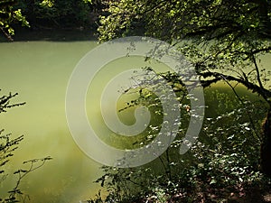 Green river with reflections of trees