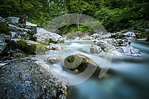 The green river Soca in the middle of the triglav national park