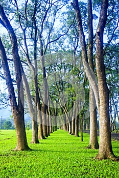 Green road with forg in the morning, Taiwan