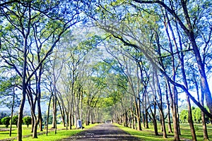 Green road with forg in the morning, Taiwan