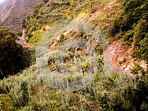 Green Roads, Madeira Island Portugal photo