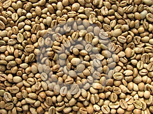 Green robusta coffee beans photo