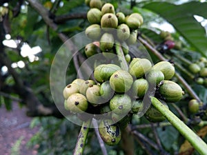 green robusta coffee in the mountains of temanggung central java indonesia photo