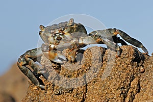 Green rock crab