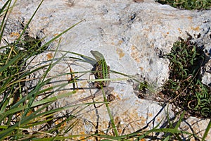 Green rock lizard on the stone among the grass