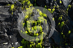 Green rock with moss, ocean stone. Texture for design
