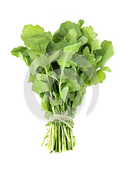 Green Rocket or Roquette leaves