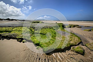 Green rocks on sea coast near Wissant city, France. photo