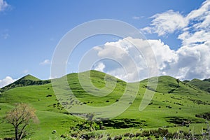 Green rolling farmland