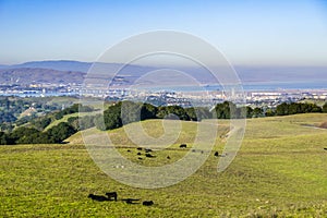 Green rolling hills in Briones Regional Park and Pollution over Suisun Bay in the background, Contra Costa county, San Francisco