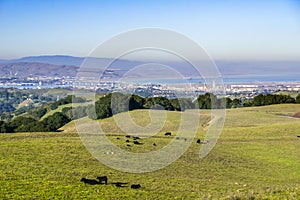 Green rolling hills in Briones Regional Park and Pollution over Suisun Bay in the background, Contra Costa county, San Francisco photo