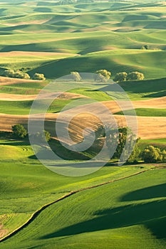 Green rolling hills of farmland wheat fields seen from the Palouse