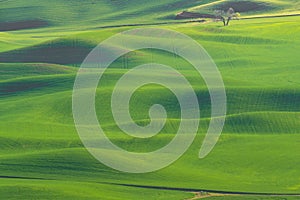 Green rolling hills of farmland wheat fields seen from the Palouse