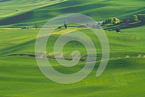 Green rolling hills of farmland wheat fields seen from the Palouse