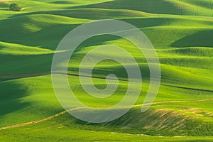 Green rolling hills of farmland wheat fields seen from the Palouse