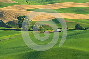 Green rolling hills of farmland wheat fields seen from the Palouse