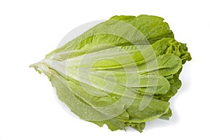 Green organic lettuce Romen photo