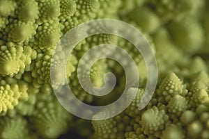 Green romanesco broccoli logarithmic spirals close up