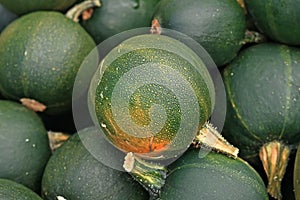 Green Rondini Gem squash