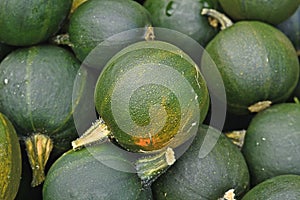 Green Rondini Gem squashes