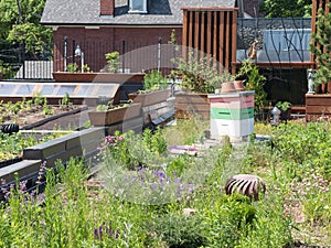 Green Roof with beehive