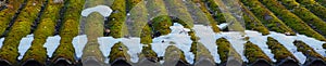 Green roof, moss and fern on old roof