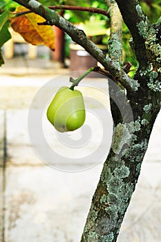 Green rose apple tree in the garden