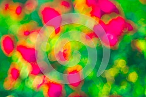 Green rose Bokeh background,Abstract backgrounds. Nobody, blurred.