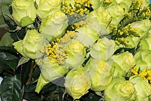 Green rose buds close-up, great design for any purposes. Green floral leaf background, leaf texture. Invitation