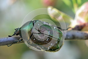 Green rose chafer (Cetonia aurata)