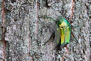 Green rose chafer Cetonia aurata