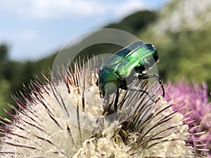 Green rose chafer Cetonia aurata, der GoldglÃÂ¤nzende RosenkÃÂ¤fer,  Gemeine RosenkÃÂ¤fer Rosenkaefer, la CÃÂ©toine dorÃÂ©e