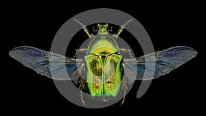 Green rose chafer Cetonia aurata entomology specimen with spreaded wings, legs and antennae isolated on pure black background. S