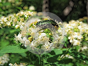 Green rose chafer on the flowers