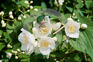 Green rose chafer on jasmine flower and some more jasmine flowers