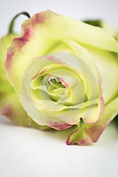 Green rose close up with copy space