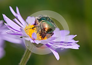 Green rose flower chafer in latin cetonia aurata