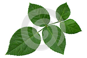 Green rose leaf closeup