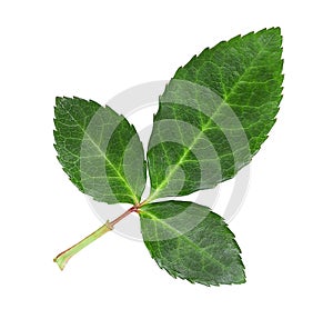 Green rose leaf isolated on white background