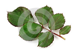 Green rose leaf isolated on white background