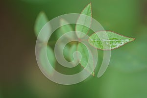 Green rose leaf. Macro, background.